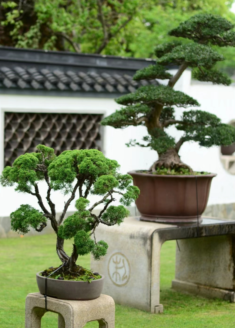 心在南湖 更有年味 | 第一屆南湖游園會(huì)即將“龍”重登場(chǎng) 心在南湖 更有年味 | 第一屆南湖游園會(huì)即將“龍”重登場(chǎng)